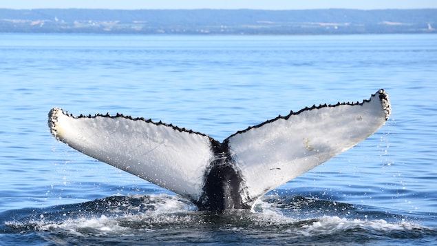 Une baleine à bosse immergée dans les eaux du fleuve Saint-Laurent.