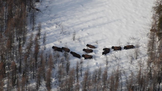 Vue d'oiseau sur un troupeau de bisons qui marche dans la neige.