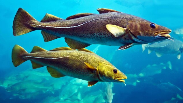 Cod fishes floating in aquarium, Alesund, Norway.
