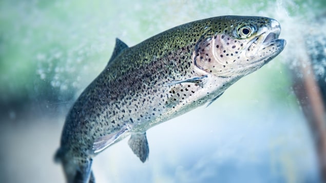 Lac-des-Aigles reçoit 1,7 M$ pour créer un centre d’interprétation du salmonidé