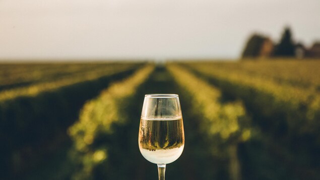 Un verre de vin blanc est présenté devant un vignoble.
