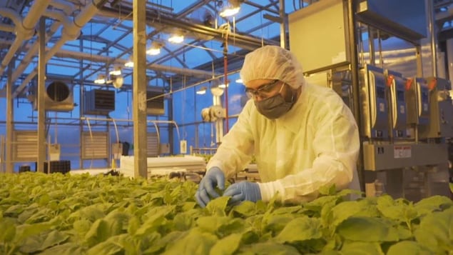 Un hombre con equipo de protección trabaja con plantas en una fábrica.