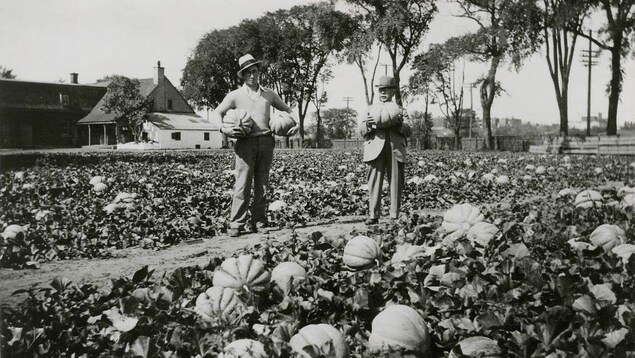 Un fermier tient dans ses mains des melons de Montréal en 1925