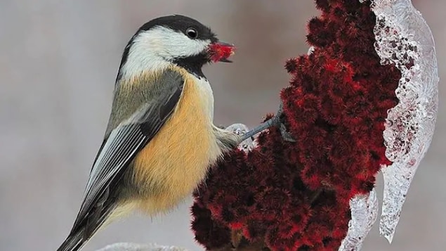 La population estrienne est invitée à participer à un dénombrement mondial des oiseaux