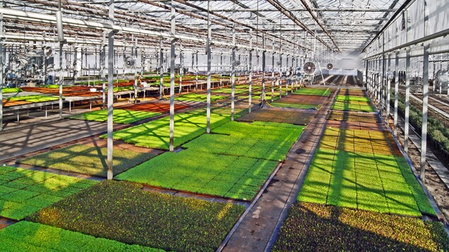 L'intérieur de la serre de Greenbelt Microgreens. L'intérieur de la serre de Greenbelt Microgreens.