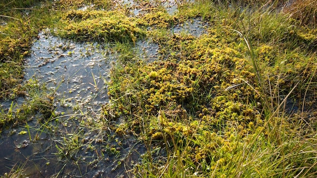 Des herbes dans un milieu humide