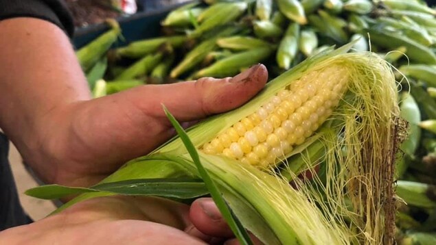 Le maïs est en retard et sera plus cher cette année