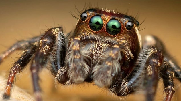 Photo en très gros plan d'une araignée provenant du compte Instagram de  Thomas Shahan­.