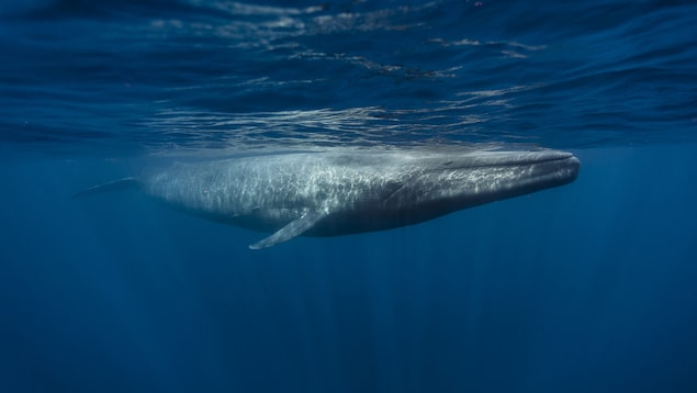 Une baleine bleue dans l'océan.