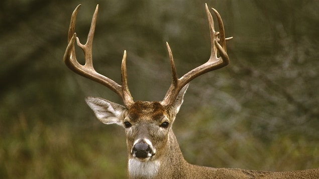 Un cerf de Virginie Un cerf de Virginie