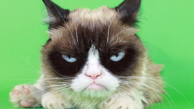 Grumpy Cat, le chat vedette d'Internet.