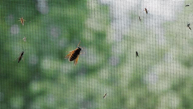 Des insectes sur un moustiquaire.