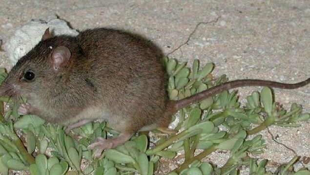 Le rongeur melomys rubicola.