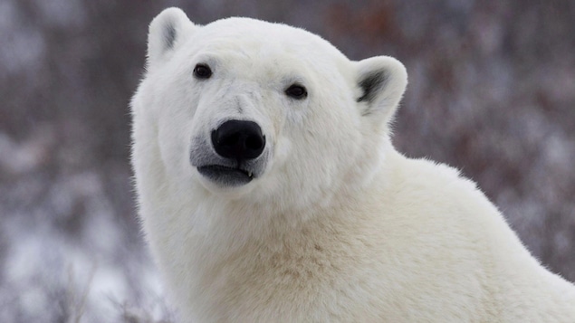 Un ours polaire.