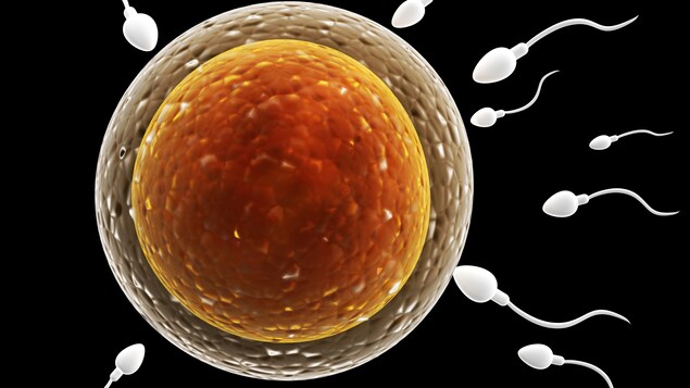 Un ovule en cours de fertilisation.