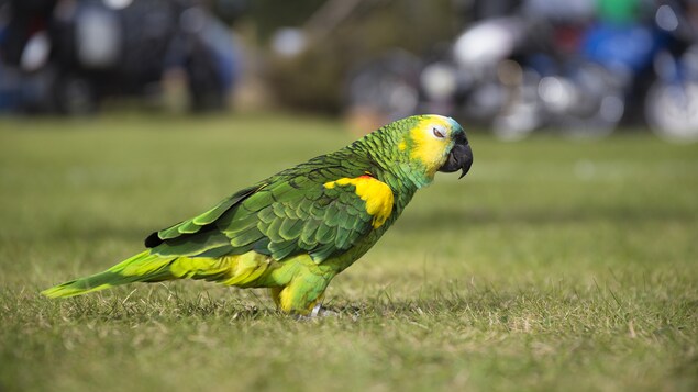 Un perroquet vert et jaune se tient debout sur une pelouse.