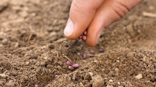 En avril, il est déjà temps de faire des semis, selon Pierre Gingras,