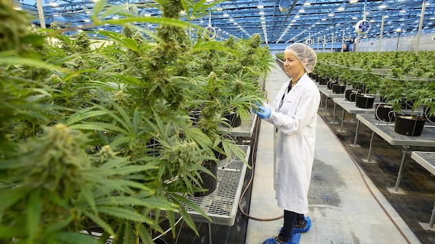 Une employée de l'entreprise Hexo Corp examine des plants de cannabis dans une serre.