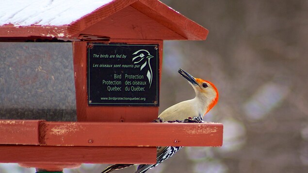 Un oiseau s'approvisionne dans une mangeoire identifiée au nom de Protection des oiseaux du Québec Un oiseau s'approvisionne dans une mangeoire identifiée au nom de Protection des oiseaux du Québec
