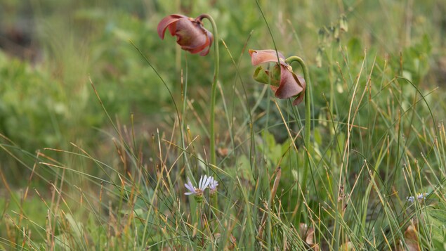 Deux fleurs de sarracénie pourpre à travers de hautes herbes.