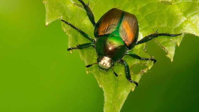 De nouvelles zones réglementées pour freiner la propagation du scarabée japonais en C.-B.