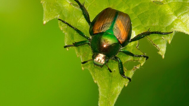 De nouvelles zones réglementées pour freiner la propagation du scarabée japonais en C.-B.