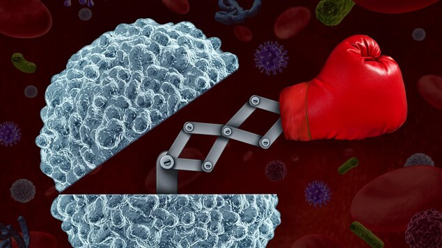 Un gant de boxe sort d'une cellule dans cette représentation artistique d'un système immunitaire.