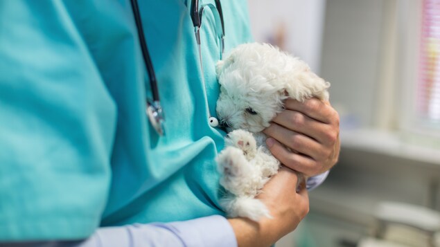 Un vétérinaire tient un petit chien dans ses mains.