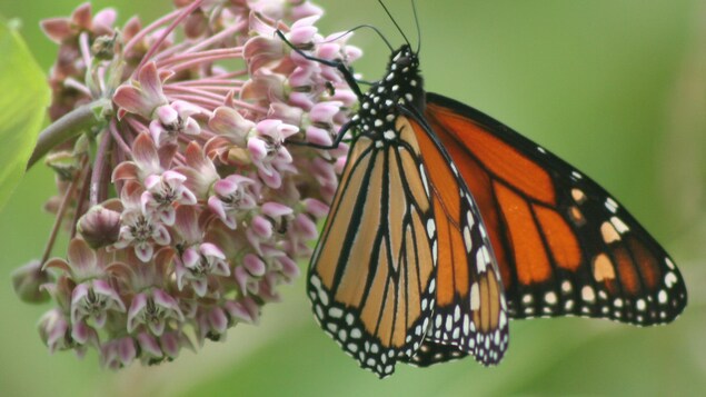 Una mariposa monarca en una flor.