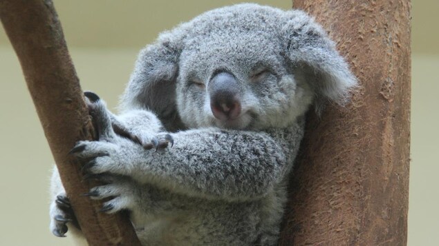 Un bébé koala est endormi dans un arbre et semble sourire.