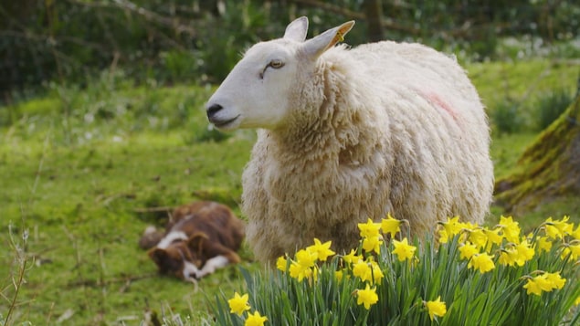 Mouton devant des jonquilles dans un champ ou est couché un chien.
