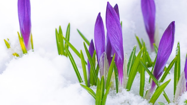 Un tapis blanc de neige au sol, des iris mauves percent la neige, annonçant l'arrivée du printemps.