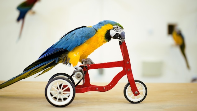 Un perroquet pédale sur un vélo à trois roues.