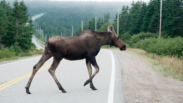 Un orignal traversant la route.
