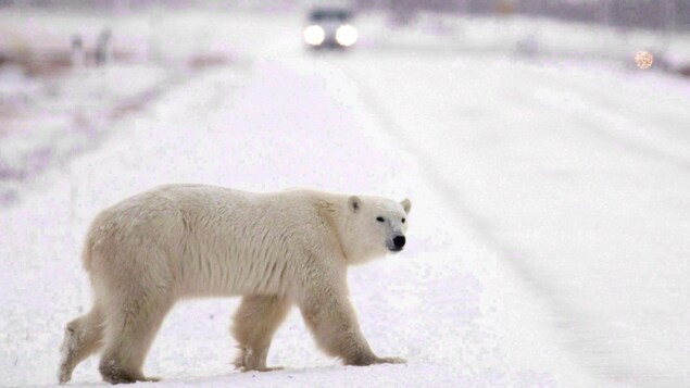Un ours blanc sur une route enneigée le jour et au fond les lumières d'une voiture.