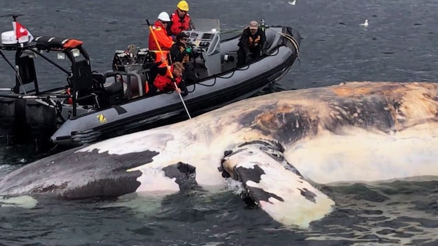 Une baleine noire trouvée morte dans le golfe.