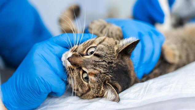 Gros plan sur un chat qui se fait examiner.
