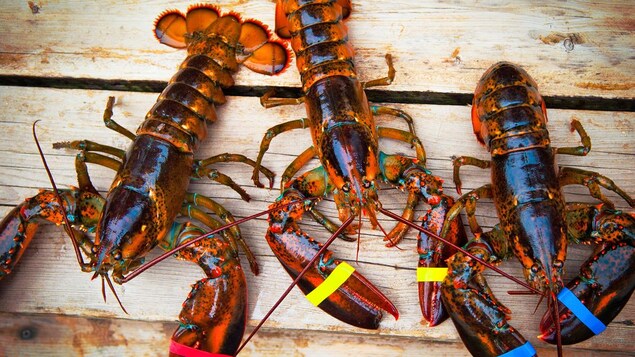 Trois homards vivants sur un plancher de bois.
