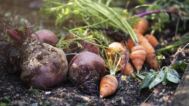 Des carottes et des betteraves posées sur la terre.