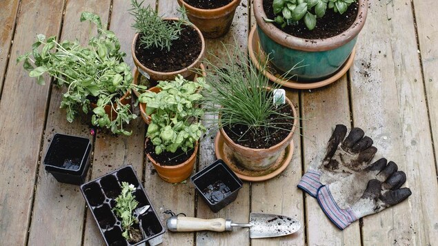 Des plantes et fines herbes en pot ainsi que des outils de jardinage à l'extérieur sur un patio.
