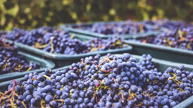 Récolte de grappes de raisin noir dans de grandes cuves dans un vignoble.