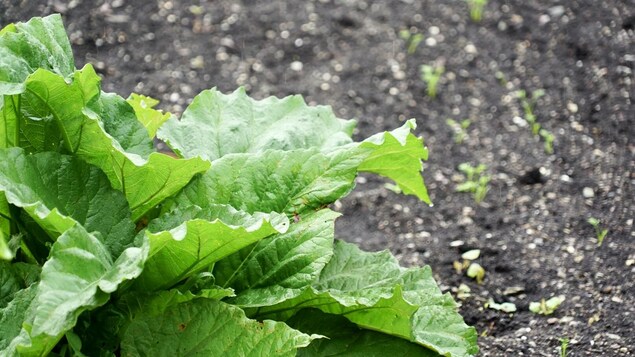 Percé achète l’école de Val-d’Espoir pour son école de permaculture et d’agriculture