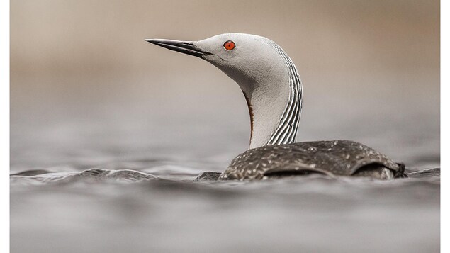 Plongeon catmarin