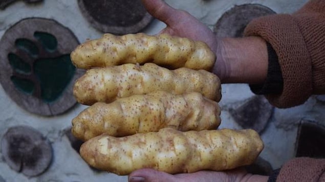 Une personne tient quatre pommes de terre dans ses mains