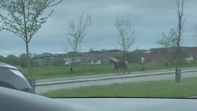 Des chevaux sur la route.