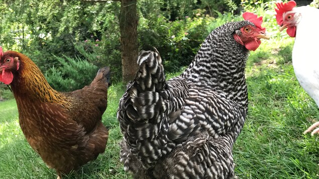 Photo de trois poules. Photo de trois poules.
