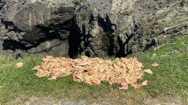 Des centaines de morceaux de poulet cru jetés dans un parc provincial à Bonavista