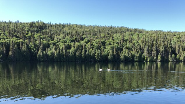 Deux canards sur un lac.