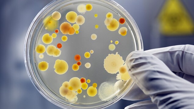 Des bactéries dans un laboratoire.