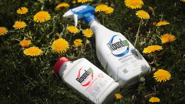 Des bouteilles de Roundup déposées sur du gazon et entourées de pissenlits.